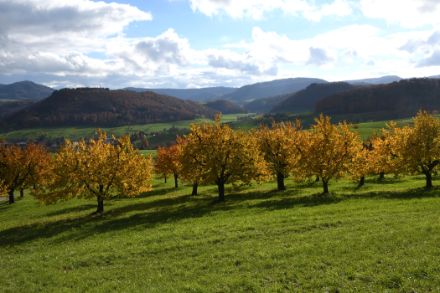 Cerisiers avec des feuilles d'automne colorées sur une prairie verte.
