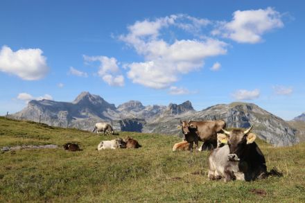 Alpages sans neige avec des vaches