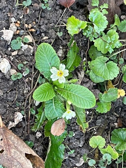 Primevères à la floraison précoce près de la plage de Promenthoux. 