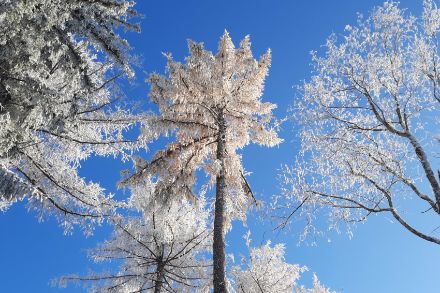 Mélèzes recouverts d'une fine couche de neige.
