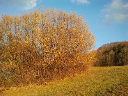 Un noisetier en fleur dan une prairie sur fond de ciel bleu.