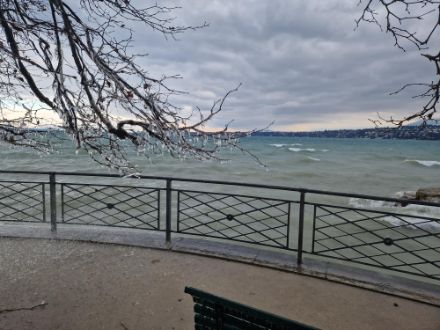 Photo des vagues sur le lac Léman à Genève et d'une couche de glace sur un arbre au bord de l'eau.