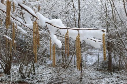 Chatons de noisetier dans la neige