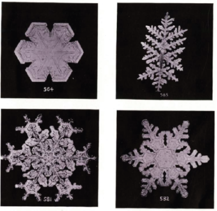 Figure 4 : Photographies de cristaux de neige prises par Wilson Bentley durant l'hiver 1901-1902 aux Etats-Unis