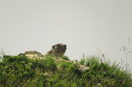 Photo : Mamotte de chez nous