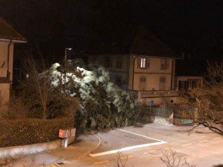 Arbre arraché près d'Yverdon-les-Bains