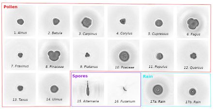 Figure 1: Images de particules capturées dans l'air par l'appareil de mesure automatique de pollen Swisens Poleno.