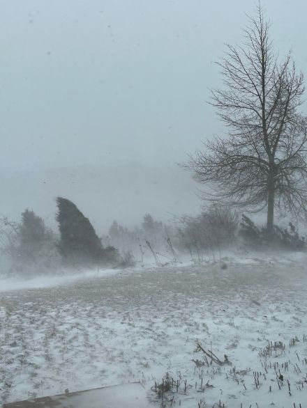 Arbres couchés par le vent à la Roche (FR) ce dimanche 26 février vers 10h.