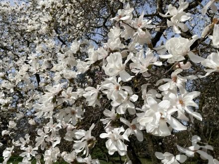 Fleurs de magnolia profitant de la douceur et du soleil au jardin botanique de Genève.
