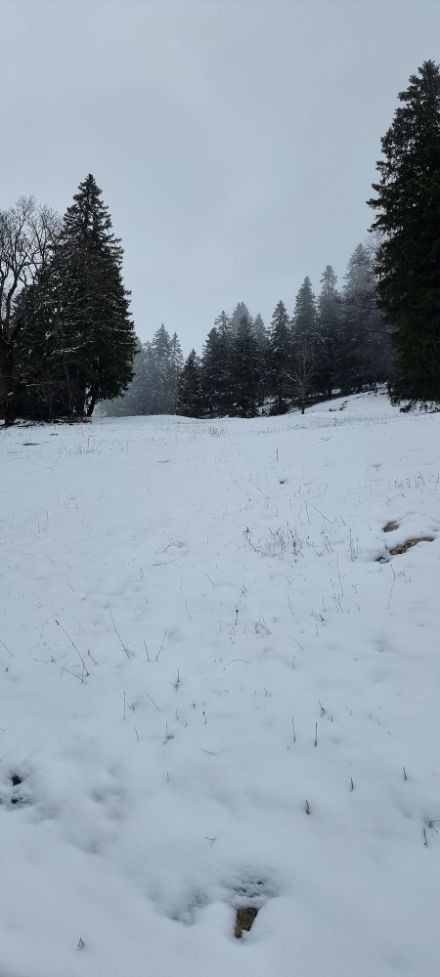Environ 10 cm de neige recouvrent les sommets du Jura, ici une vue depuis Chasseral (BE) vers 13h30