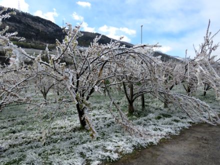Abricotiers cassés sous le poids de la glace