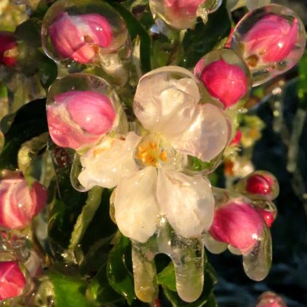 Fleur de pommier sous leur gangue de glace le 20 avril 2017
