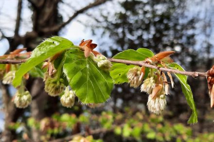 Feuilles de hêtre fraîchement déployées.