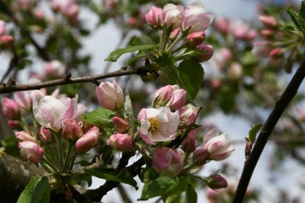 Bourgeons et fleurs ouvertes de pommier.