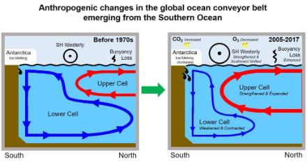 Figure 3. Schéma récapitulatif de la MOC dans l'océan Austral avant les années 1970 (panneau de gauche) et de 2005 à 2017 (panneau de droite).  