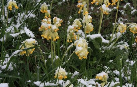 Primevères officinales (Primula veris) sous la neige en mai 2012