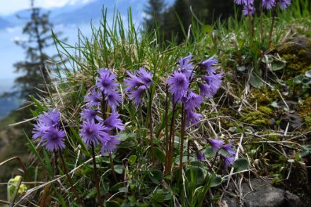 Soldanelles des Alpes sur une prairie de montagne.