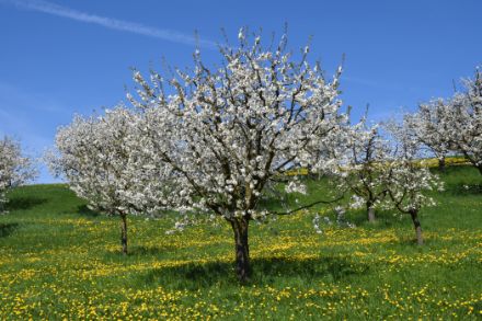 Photo de cerisiers dans une prairie pleine de dents-de-lion en fleurs