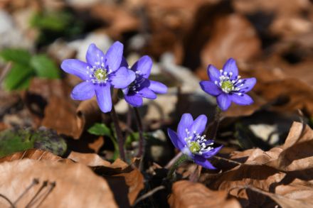 Gros plan sur l'hépatique à trois lobes bleu vif, entourée de feuillages desséchés.
