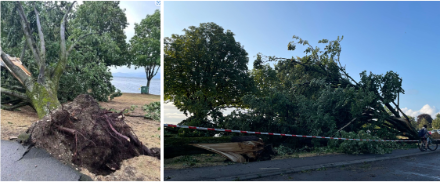 Images de dégâts survenus à Saint-Prex au passage du front de rafales du 22 juin 2023. Source : Frédéric Glassey, MeteoNews.