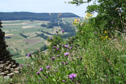 Prairie fleurie en pente, colline avec champs et forêt en arrière-plan.