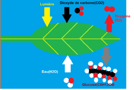 Schéma explicatif de la photosynthèse. Comme expliqué, les deux atomes d’oxygène qui quittent la feuille (grosse flèche rouge) proviennent de deux molécules d’eau et non pas du CO2. Source : wikipedia.