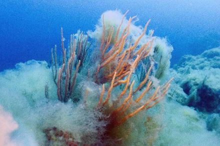 Les coraux et les plantes marines souffrent particulièrement de la l'élévation de la température de l'eau.