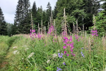 Des épilobes à feuilles étroites en fleurs devant une lisière de forêt.