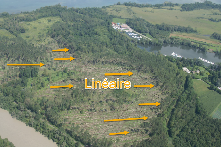 Nombreux arbres couchés dans la même direction après une probable rafale descendante au Bouveret, en 2005. La même orientation des arbres traduit un écoulement des vents dans la même direction, sans rotation visible.
