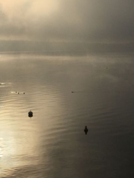 Fig. 1. Brouillard d'évaporation sur le lac Léman, près de la rive à Bellevue (GE), le 2 janvier 2017. Photo : L. Peyraud.