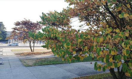 Photos d'arbres avec des feuilles colorées comme en automne.