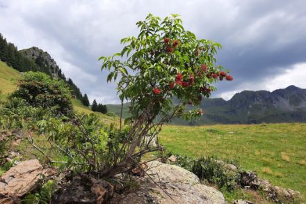 Sureau rouge avec des baies mûres. 