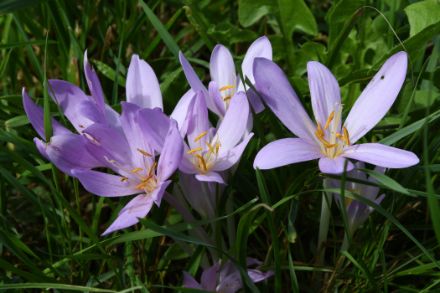 Un groupe de colchiques d'automne en fleurs dans une prairie verdoyante.