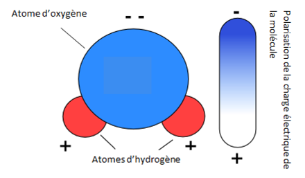 Répartition des charges et polarisation d'une molécule d'eau. Source : MétéoSuisse