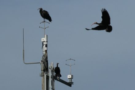  Des ibis chauves ont rendu visite à la station de mesure du vent de l'aéroport de Zurich. On ne sait pas si les oiseaux apprécient la chaleur actuelle 🙂