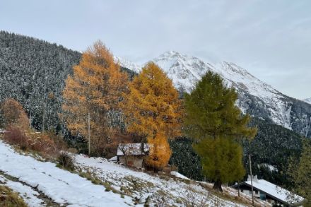 Versant de montagne avec des mélèzes jaunes et verts, derrière une forêt enneigée.