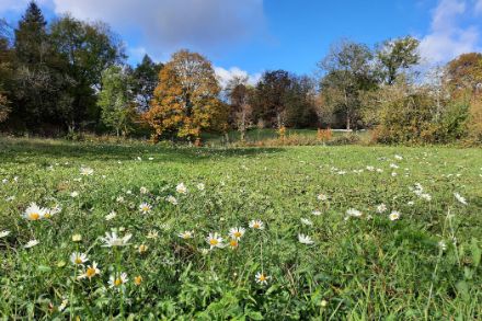 Prairie avec des marguerites en fleurs. Derrière, une forêt d'automne.