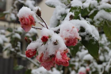 Roses enneigées, Thalwil (ZH), jeudi 30.11.2023