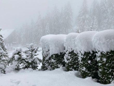 Neige fraîche à Anzère ce matin vers 8h. Source : observation participative, App de MétéoSuisse.