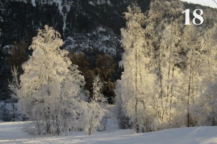 Arbres givrés dans la réserve naturelle de Pouta Fontana près de Grône (VS) le 23 décembre 2021. Photo : Didier Ulrich