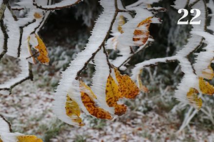Givre sur le Sattelegg (SZ) le 2 décembre 2022.