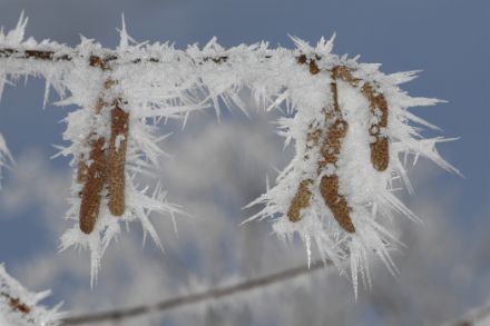 Chatons de noisetier avec des aiguilles de glace.