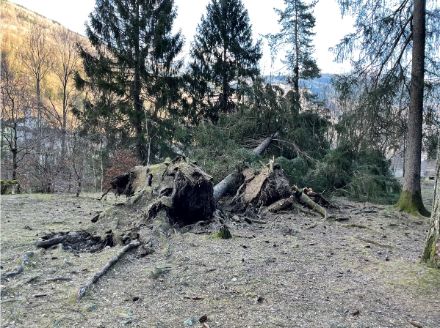Fig. 2. Un foehn tempétueux a déraciné des dizaines d'arbres dans les forêts de la Léventine. Photo de la pinède de Faido, près de la cascade de Piumogna.
