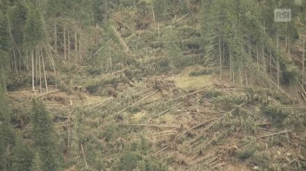 Fig. 1. Dégâts importants dans les forêts du Val Malvaglia, une vallée latérale de la vallée de Blenio, causés par des rafales de sirocco tempétueuses en octobre 2023. La direction des arbres déracinés et cassés (principalement des épicéas, quelques mélèzes) indique que le vent a été canalisé dans le Val Malvaglia de l'ouest au sud-ouest, de la partie inférieure à la partie supérieure de la vallée. Source : RSI-IlQuotidiano