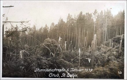Carte postale des dégâts occasionnés par la tempête de foehn des 4 et 5 janvier 1919 à Eggersriet (SG). De nombreux arbres n’ont pas été couchés mais cassés, témoignant de la violence du foehn. 