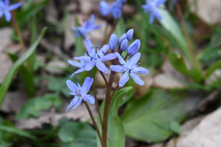 Gros plan sur les fleurs bleues de la scille à deux feuilles