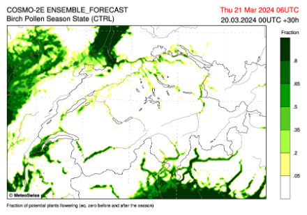 Figure 1 : Proportion de bouleaux prêts à fleurir dans le modèle de prévision numérique du pollen le 21 mars. Plus le vert est foncé, plus la proportion de bouleaux présents prêts à fleurir est élevée. Le blanc signifie que les bouleaux ne fleurissent pas encore. Source: MétéoSuisse