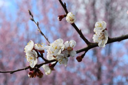 Fleurs blanches d'abricotiers. 