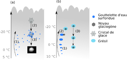 Figure 4 : Schéma conceptuel de formation de la neige roulée (a) et du grésil « convectif » (b). (a) Des gouttelettes d’eau surfondue se forment dans les mouvements ascendants du nuage (1). Lorsqu’un cristal de glace formé plus haut dans le nuage tombe dans cette couche d’eau surfondue, il entre en collision avec les gouttelettes qui gèlent à sa surface formant du givre (2). Comme ces gouttelettes sont typiquement très nombreuses dans un cumulus bourgeonnant, le givre recouvre totalement le cristal pour former une particule blanche, dense et relativement sphérique : c’est la neige roulée. (b) La formation de grésil est privilégiée si la base du nuage est suffisamment chaude. Cela permet aux gouttelettes d’eau de grandir en dessous de l’isotherme 0 °C (1) sur une couche plus épaisse qu’en (a). Une fois transportées en dessus de l’isotherme 0 °C, les gouttelettes deviennent surfondues et vont plus facilement congeler en entrant en contact avec des noyaux glaciogènes (2). Ces grosses gouttes congelées forment du grésil qui tombe à la surface (3). 