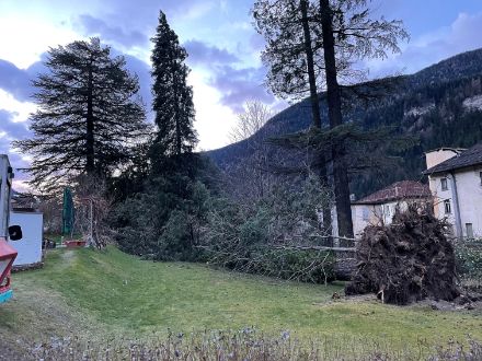 Comme nous l'avons déjà mentionné, le foehn du nord est généralement inoffensif en termes de dégâts, à l'exception bien sûr des incendies de forêt. Il arrive cependant que certains arbres ne lui résistent pas, comme ce grand conifère près de la gare de Faido dans la nuit du 23 décembre 2023.